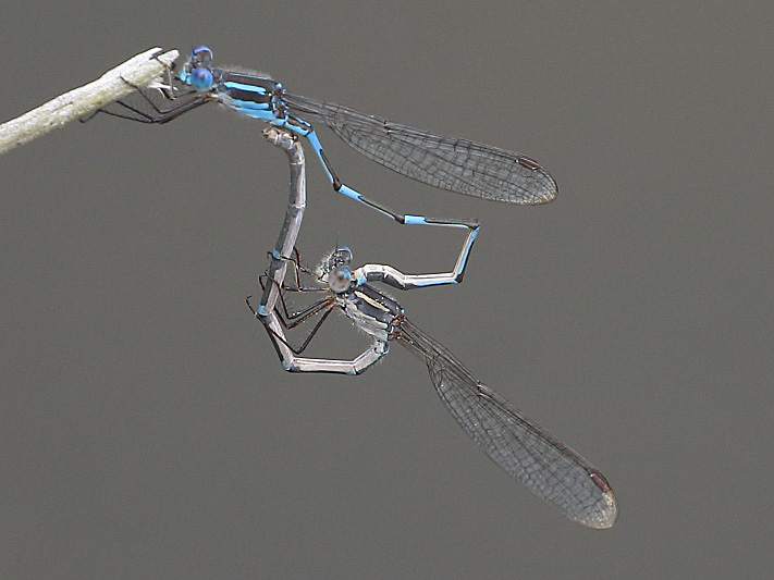 J17_3565 Austrolestes leda in cop.JPG